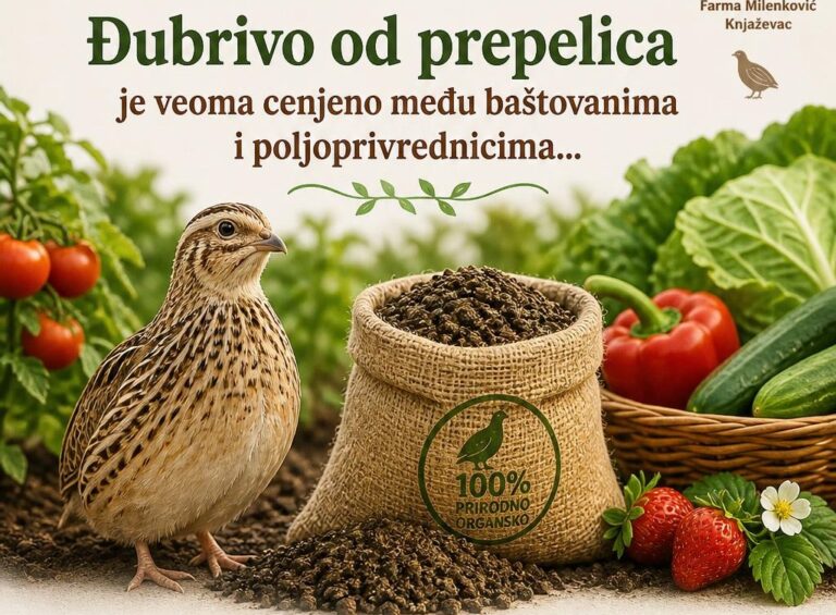 Prepelice: Više od zdravih jaja – Organsko đubrivo koje menja poljoprivredu