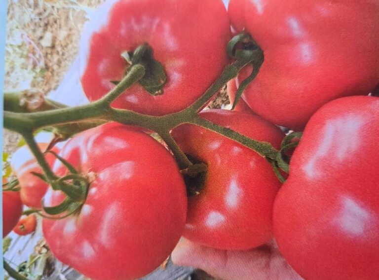 Pink Lenka: novitet u svetu paradajza, osvaja tradicionalnim ukusom i visokom rodnošću