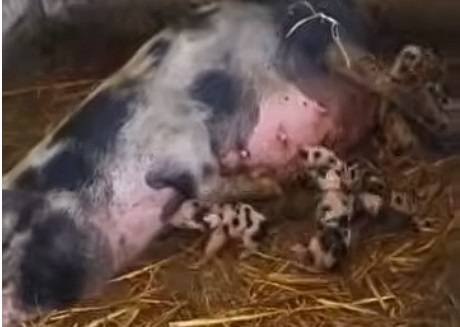 Rodili se prasići! Ovako izgledaju njihovi prvi sati