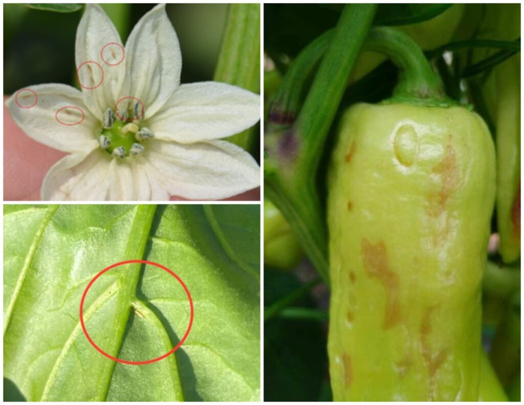 Tripsi u plastenicima – upotrebite predatore ili hemijske mere kontrole