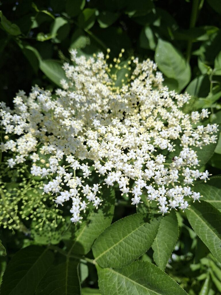 Zova – kraljica maja – i slatko, i sok, i vino
