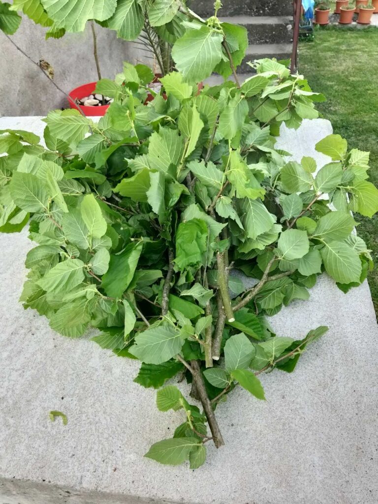 Ko ima kapiju, i devojku za udaju, nek vodi računa pred Đurđevdan