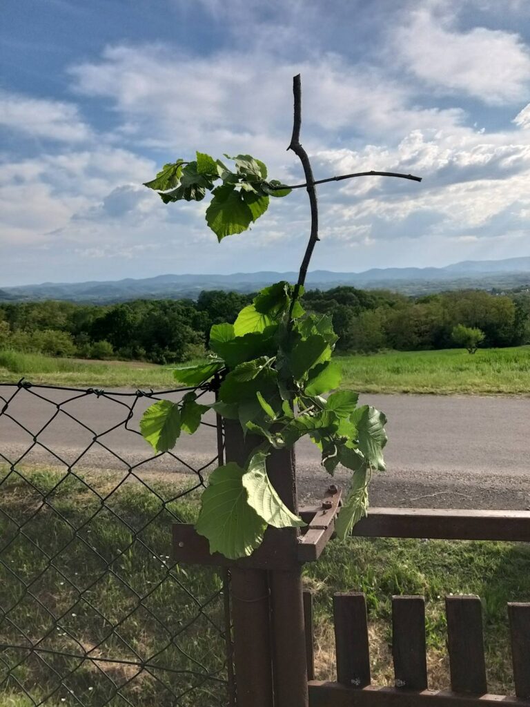 Ko ima kapiju, i devojku za udaju, nek vodi računa pred Đurđevdan