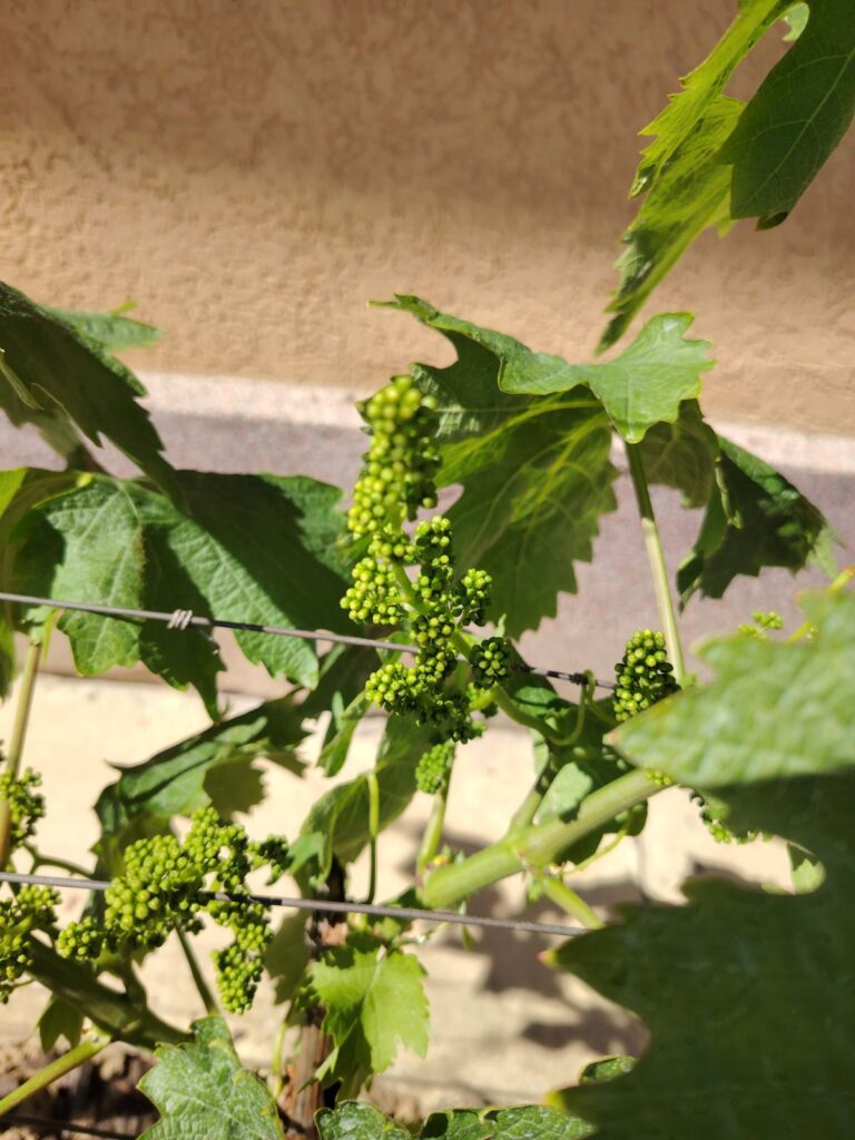 Proređivanje cvasti, cvetova i grozdova: mera za bolji kvalitet stonog grožđa
