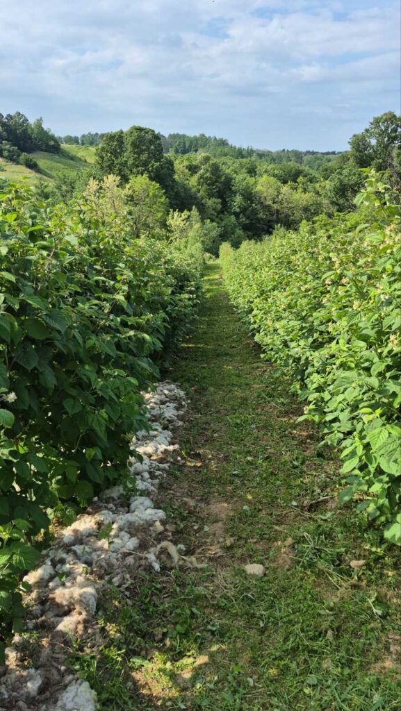 Malč od tri vrste vune dao je prve rezultate u oglednom malinjaku