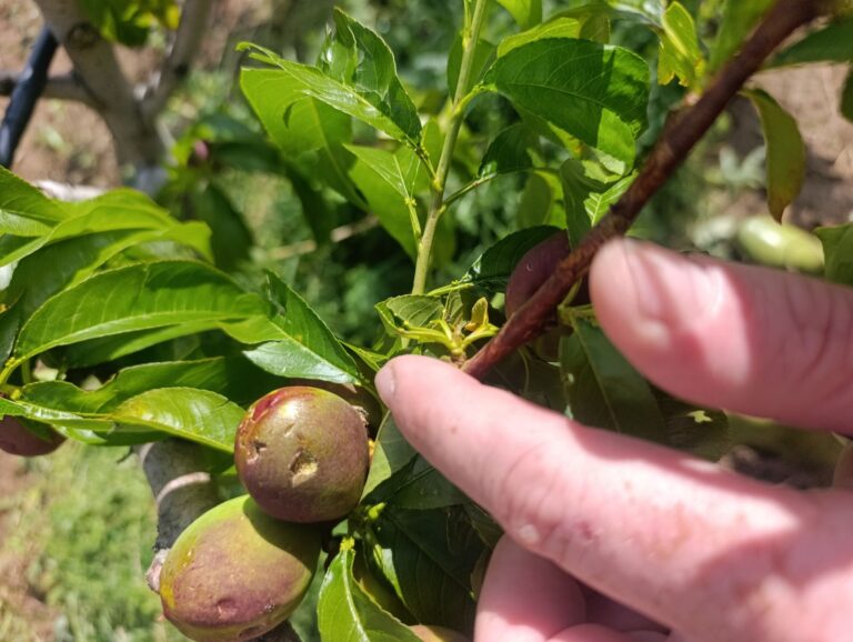 Šta nakon grada - mere zaštite useva i zasada