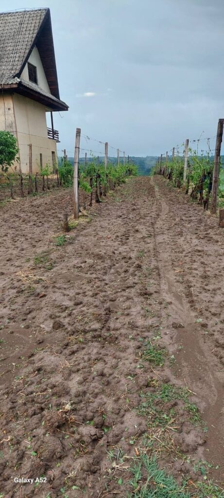 Ove godine u Poljni bez grožđa, upitna i sledeća sezona- grad kakav se ne pamti