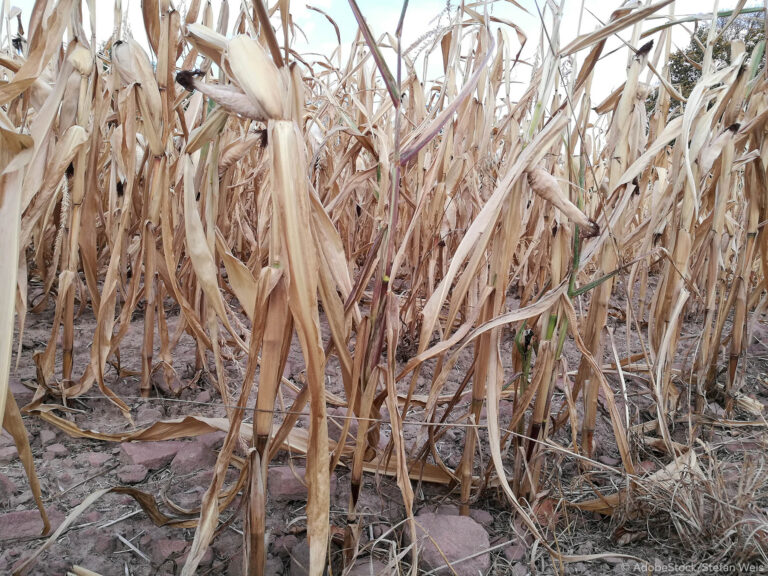 EU otvara vrata novim genomskim tehnikama: BILJKE OTPORNIJE NA SUŠU, MANJE PESTICIDA I NOVA PRAVILA ZA SEME