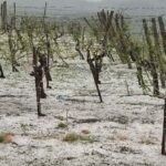 Ove godine u Poljni bez grožđa, upitna i sledeća sezona- grad kakav se ne pamti