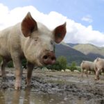 BOLJE POLJE SAZNAJE: AFRIČKA KUGA SVINJA U KUPINOVU I PROGARU – Veterinari na terenu, u primeni STROGE MERE