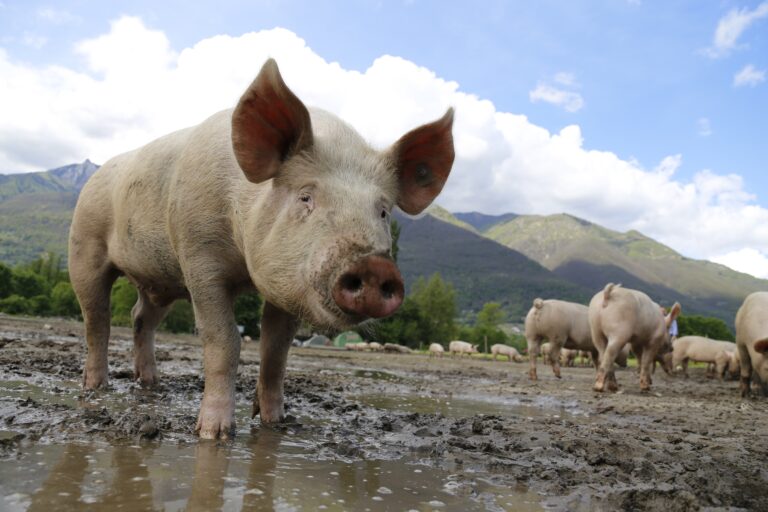BOLJE POLJE SAZNAJE: AFRIČKA KUGA SVINJA U KUPINOVU I PROGARU - Veterinari na terenu, proizvođači MORAJU DA PRIMENjUJU STROGE MERE