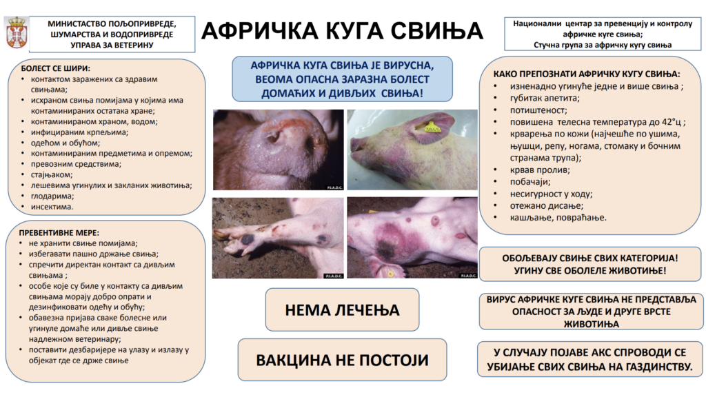 BOLJE POLJE SAZNAJE: AFRIČKA KUGA SVINJA U KUPINOVU I PROGARU - Veterinari na terenu, proizvođači MORAJU DA PRIMENjUJU STROGE MERE