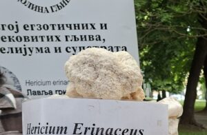 Nauka iza Lavlje grive: Kako hericenoni i erinacini regenerišu naš um