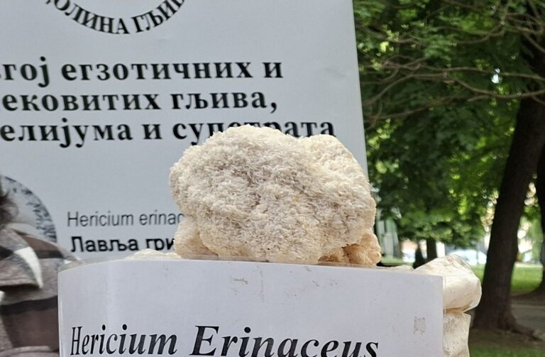 Nauka iza Lavlje grive: Kako hericenoni i erinacini regenerišu naš um
