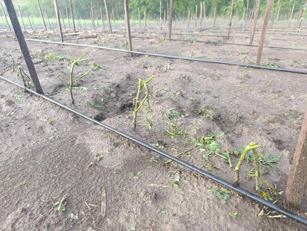 Ove godine u Poljni bez grožđa, upitna i sledeća sezona- grad kakav se ne pamti