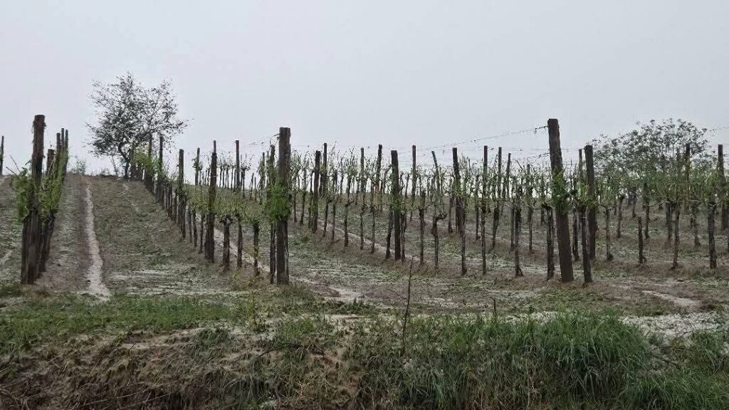Ove godine u Poljni bez grožđa, upitna i sledeća sezona- grad kakav se ne pamti