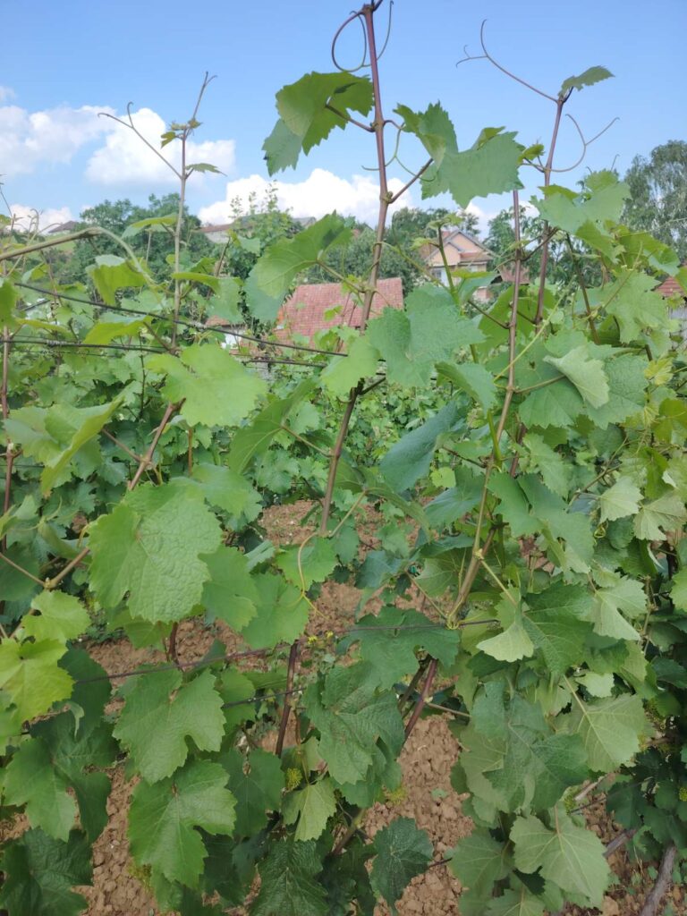 Zalamanja - druga mera zelene rezidbe u vinogradu Zalamanja - druga mera zelene rezidbe u vinogradu