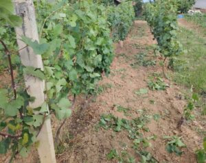Zalamanja – druga mera zelene rezidbe u vinogradu