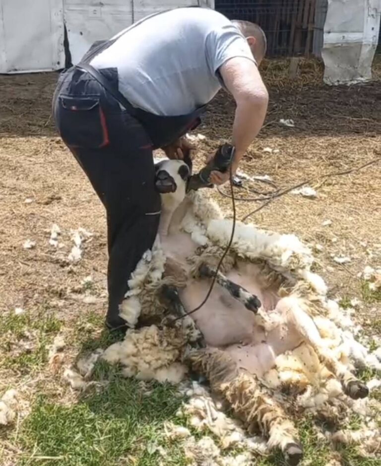Vreme je za šišanje - neka klizi mašinica