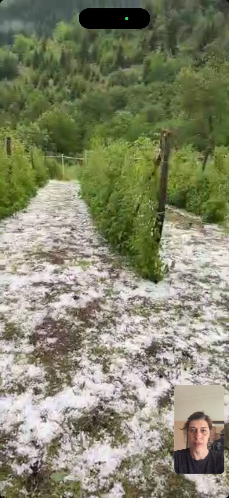 Grad uništio voćnjake i malinjake na Goliji: hoćemo li ulagati u protivgradne topove?