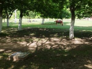 viber-image-2026-06-13-22-14-41-567