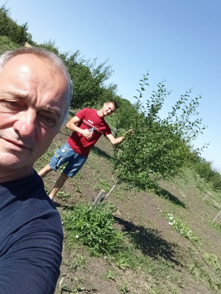 Zelena rezidba starih sorti