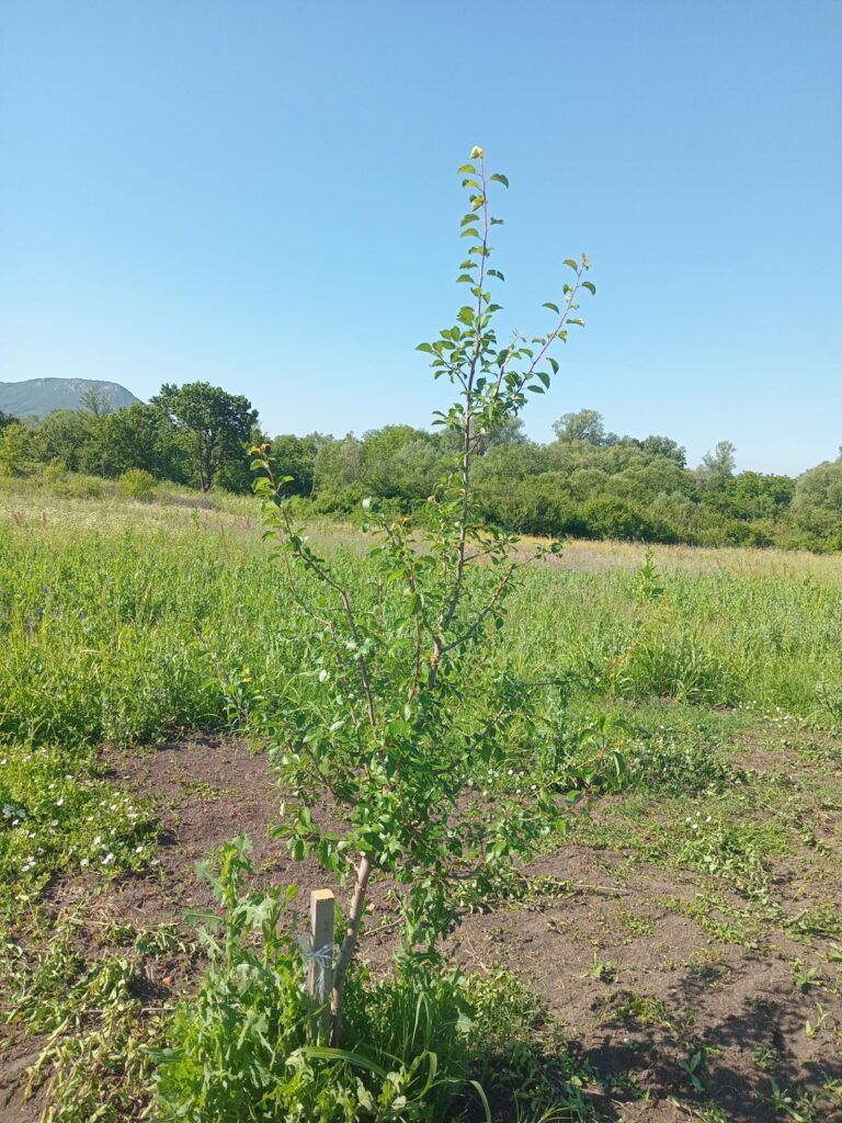 Zelena rezidba starih sorti
