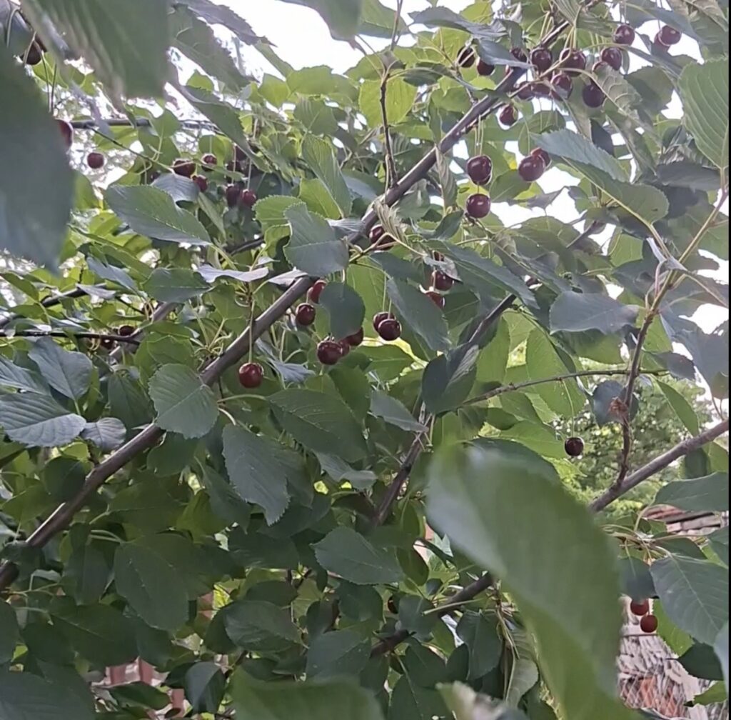 Stara višnja dobro rađa bez hemije